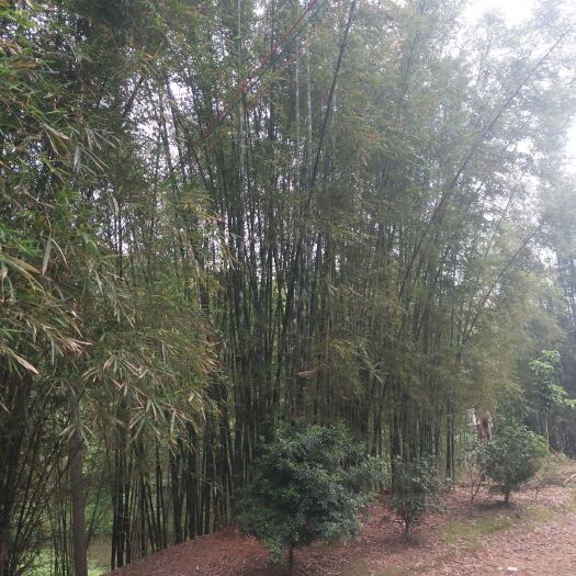 藤县排山竹