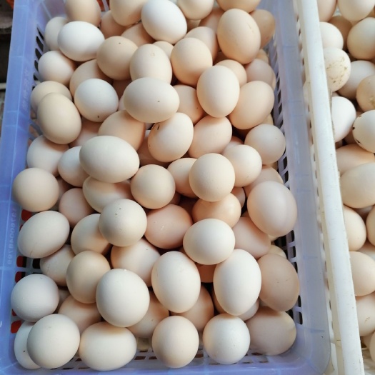 土鸡蛋 一手货源供应商