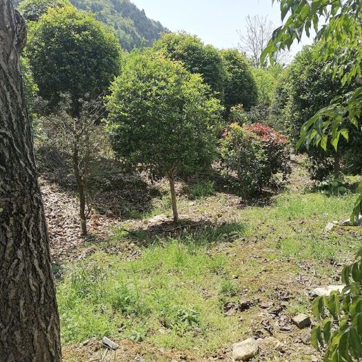 余庆县 大量出售各种规格桂花树