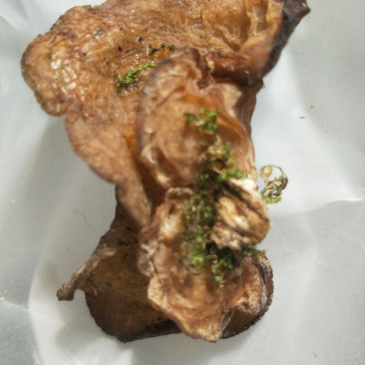  木耳   无硫  生态食材
