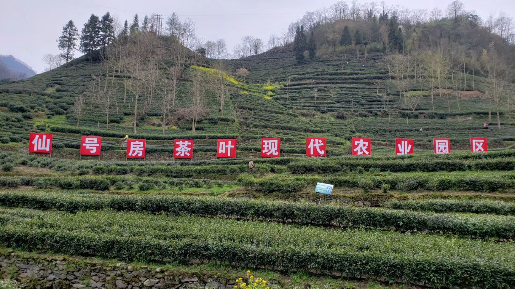 云雾茶  富香茶业 2021年明前新茶高端毛尖茶 高山绿茶口粮茶