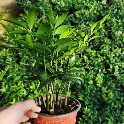 漳平市 双色杯竹柏盆景盆栽净化空气驱蚊产地批发直销量大欢迎咨询订购