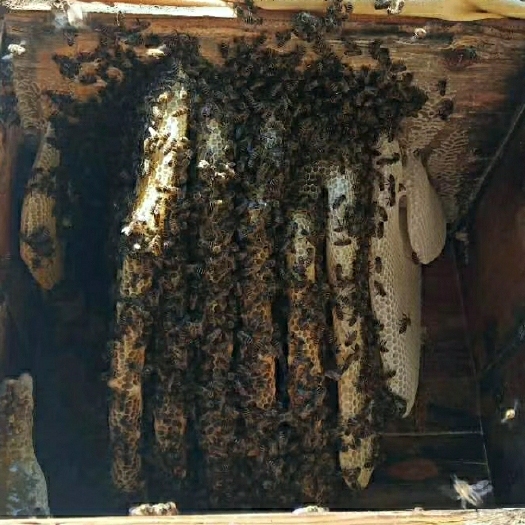 禄劝县 农家土蜂蜜
