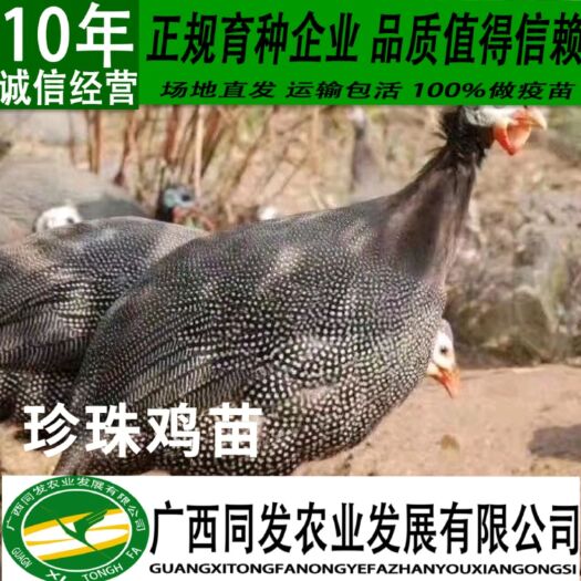 南宁珍珠鸡苗 贵妃鸡苗 麒麟鸡苗