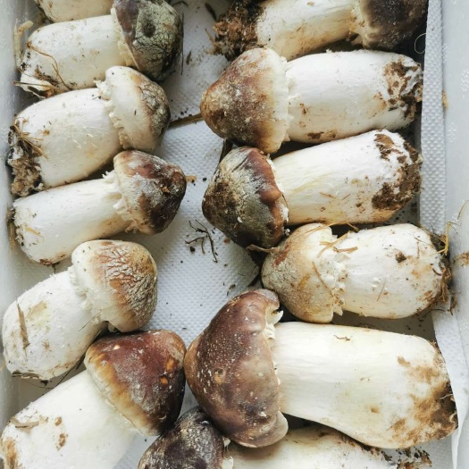夏津县 食用菌 大球盖菇 赤松茸 基地直供 一件代发