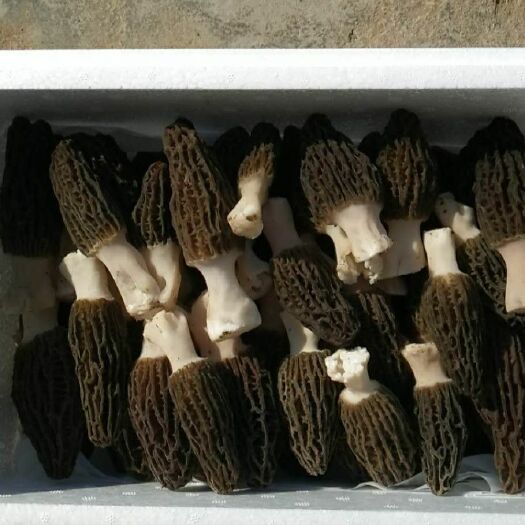 卢龙县 现采新鲜羊肚菌