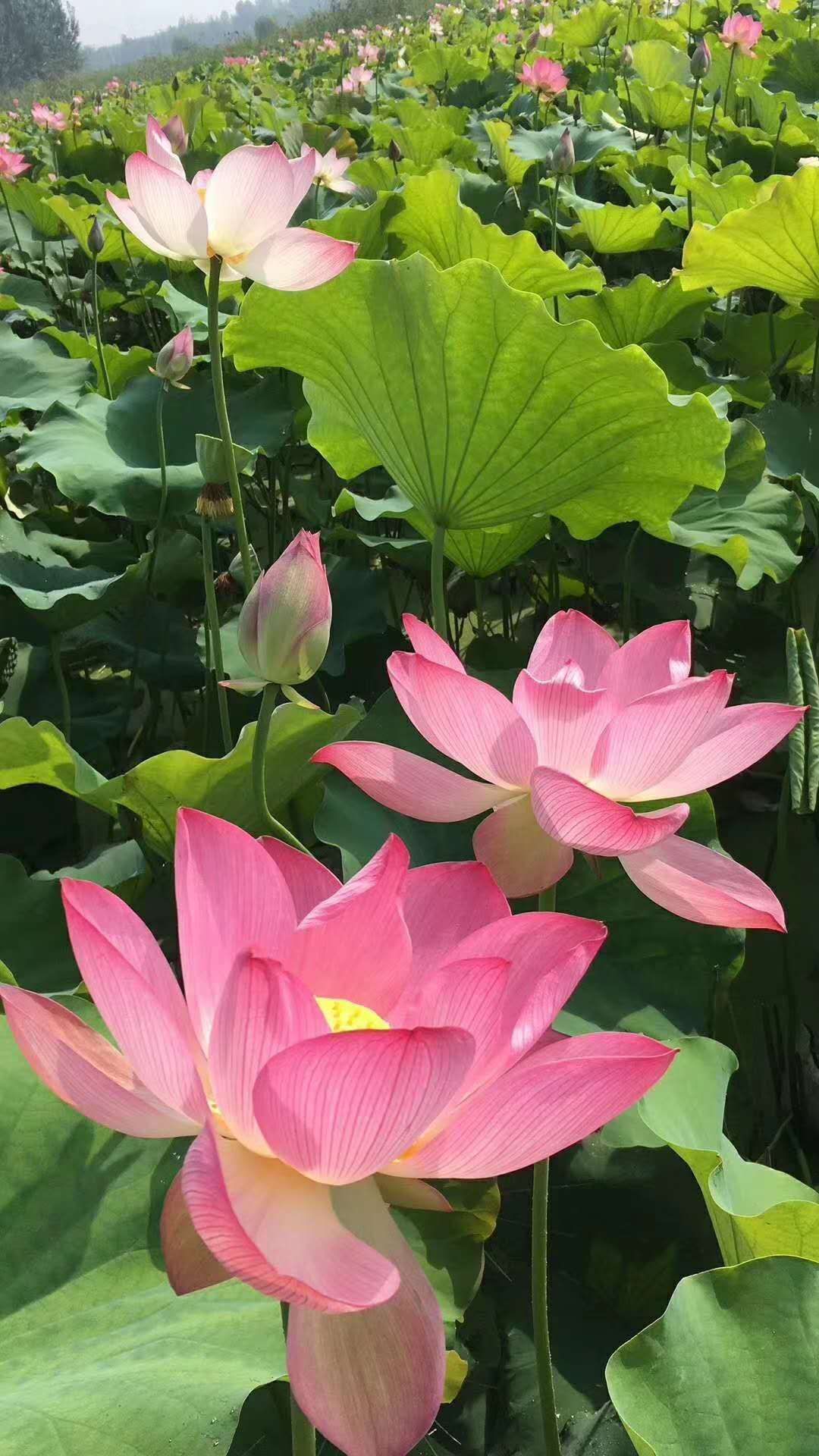 蒲葦 竹葦-蘆葦-香蒲-太空一號藕種