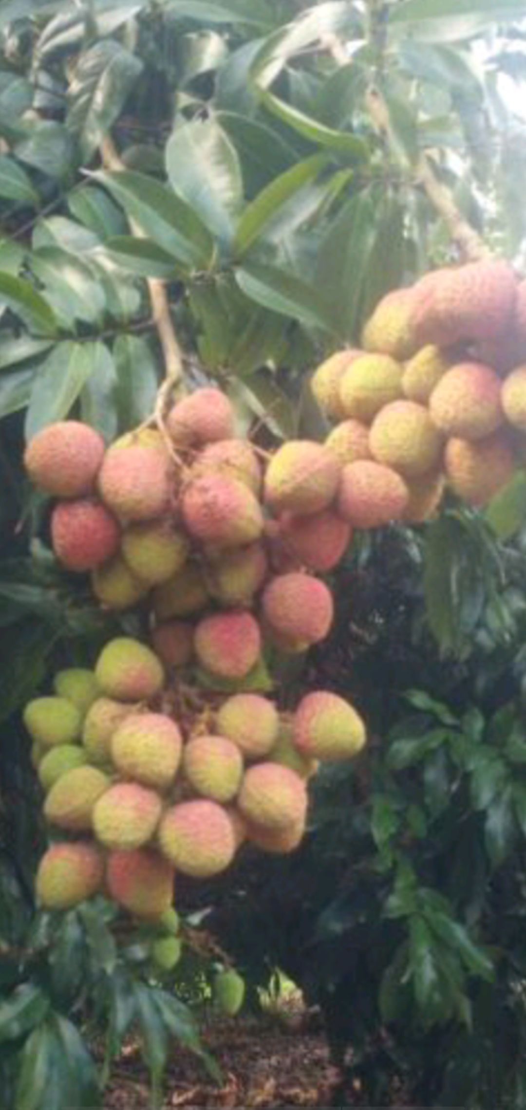 妃子笑荔枝 妃子笑