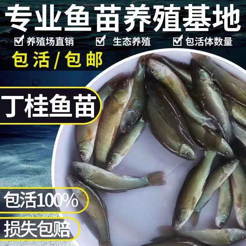  丁桂鱼苗 优质鱼苗 波纹鱼