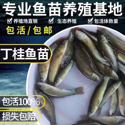 广州 丁桂鱼苗 优质鱼苗 波纹鱼
