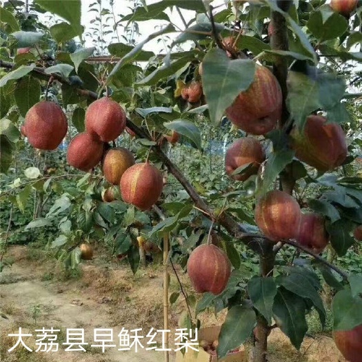 大荔县大荔县冷库早稣红梨正在热卖中（代办.代存）