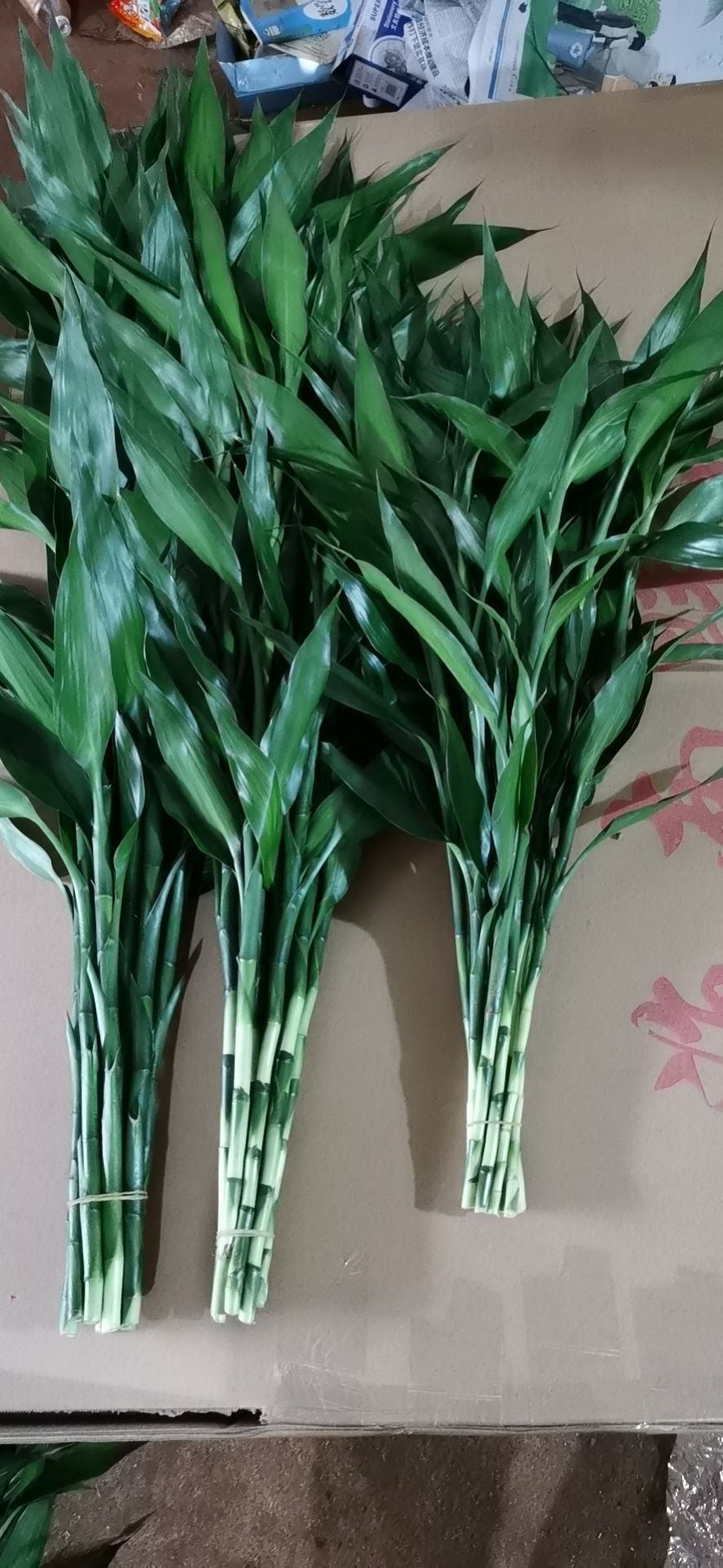 富贵竹 海南基地种植批发，以质量为生存，量大从优，欢迎订购！