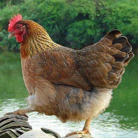 昆明麻鸡苗 云南，适应性强，生长快，成本低，获利高，抗病性强