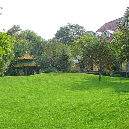 沭阳县 带泥土真草皮草坪马尼拉四季青果岭草种子带土草坪庭院绿化植物