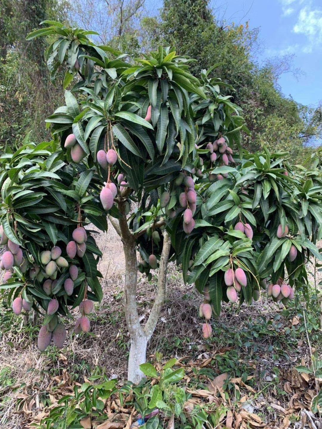 芒果苗 海南红贵妃芒果苗 高产芒果 红金龙