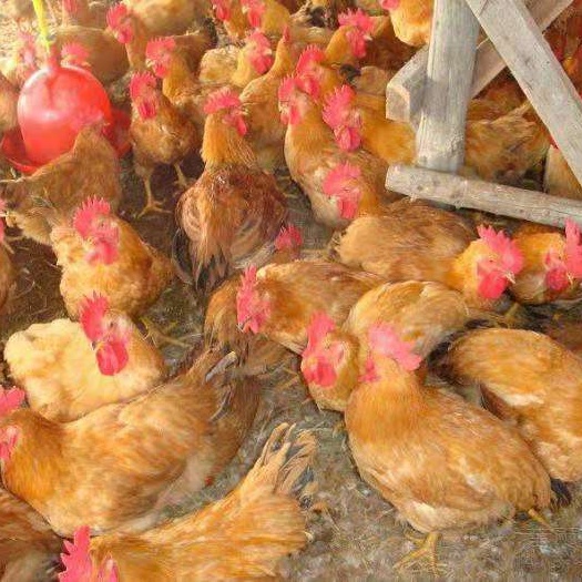 南宁 鸡苗，快大黄大种肉鸡苗，可养9斤，常年大量供应。