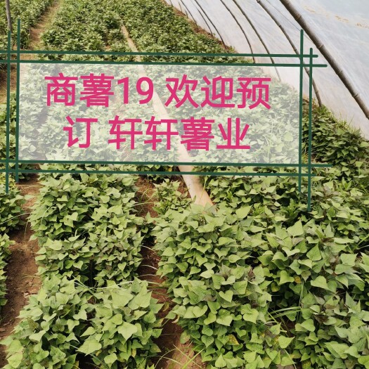 尉氏县商薯19红薯苗 常规种（原种） ≥99.5% ≥95%