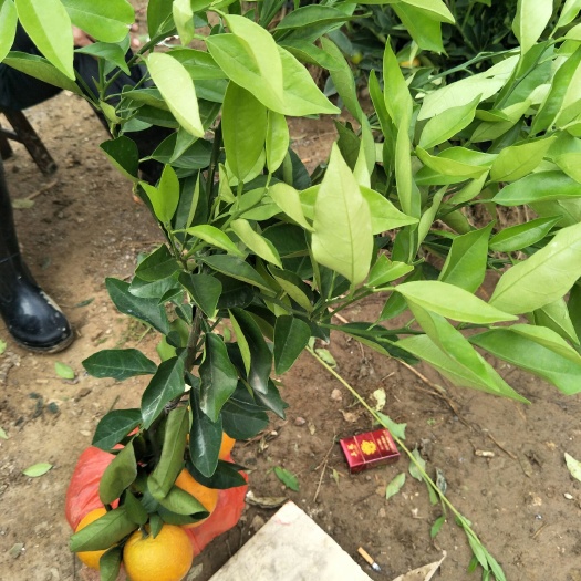 阳朔县夏橙树苗 佛罗斯特夏橙苗