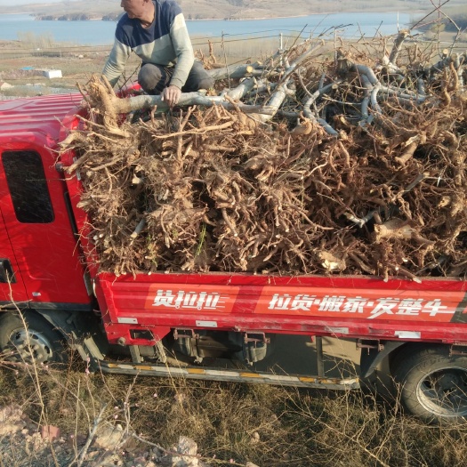 沂水县普通杨桃树苗