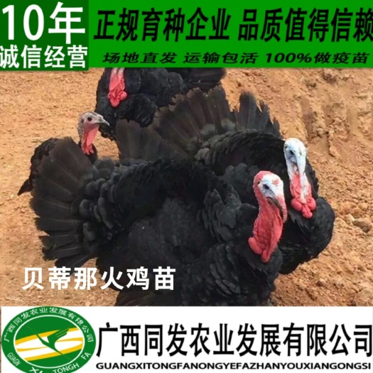 南宁贝蒂那火鸡苗 青铜火鸡苗 尼古拉火鸡苗