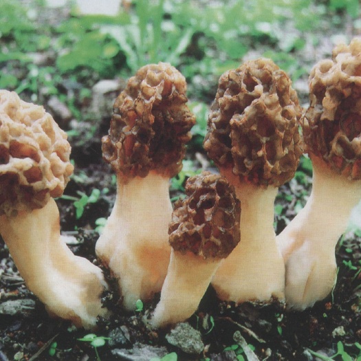 高产羊肚菌羊肚菌母种出售，尖顶羊肚菌母种黑脉羊肚量大需预约