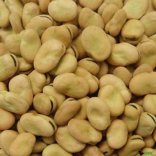 洱源县有机黄豆 优质有机胡豆，天然绿色食品