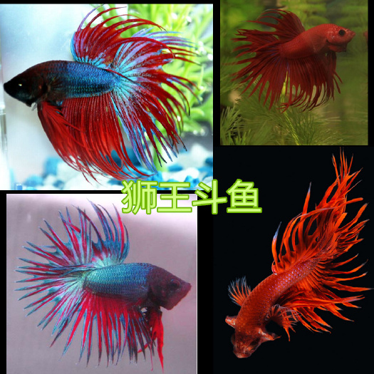 上海五彩搏鱼  斗鱼  狮王