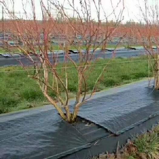 德州防草布 為农民服务