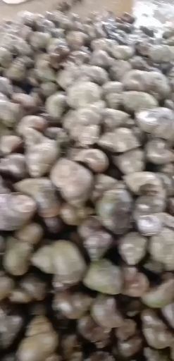 荆州 湖北精品优质田螺石螺低价批发，青苔少，规格硬，存活率高