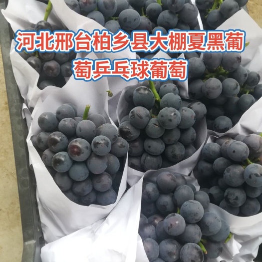 柏乡县河北夏黑葡萄基地，河北邢台柏乡县夏黑葡萄，货源充足，诚邀采购