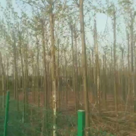临沂速生法桐 法桐10公分