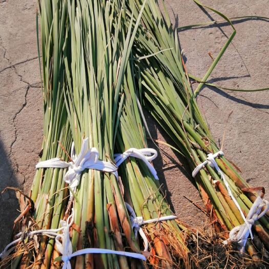 微山县小香蒲  香浦