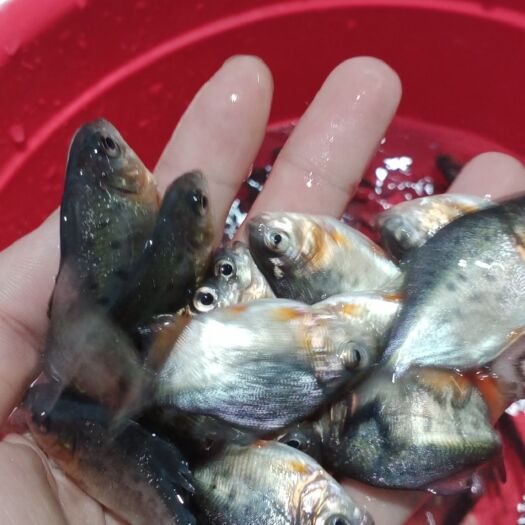 广州 白鲳鱼苗大量出售欢迎选购