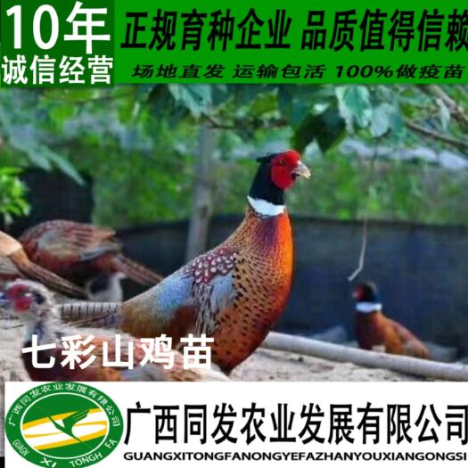 南宁 土鸡苗