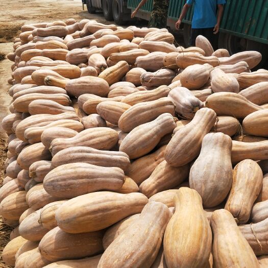 嘉鱼县湖北南瓜大量上市货源充足保质保量诚信经营