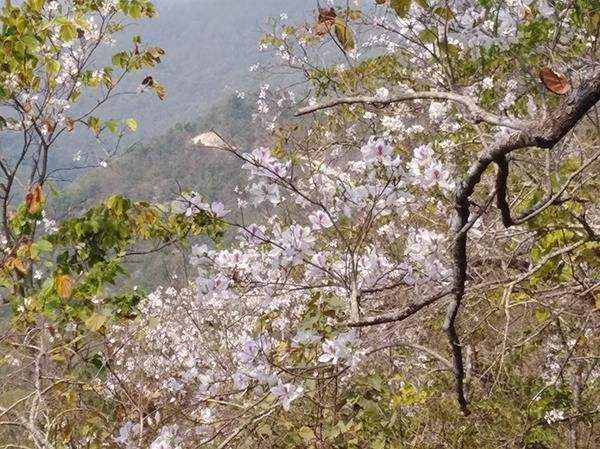 景洪市 云南纯百花蜜