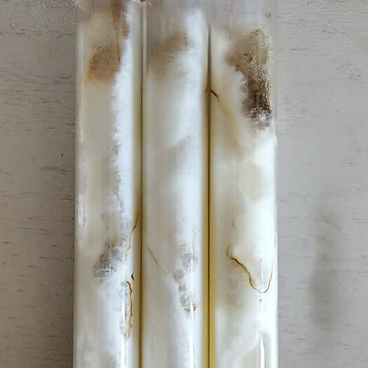 哈尔滨灵芝菌种 藏白肉灵芝母种出售，白肉灵芝，量大需要预约，量大价优