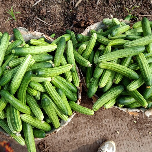 南宁广西精品黄瓜，大量上市价格美丽