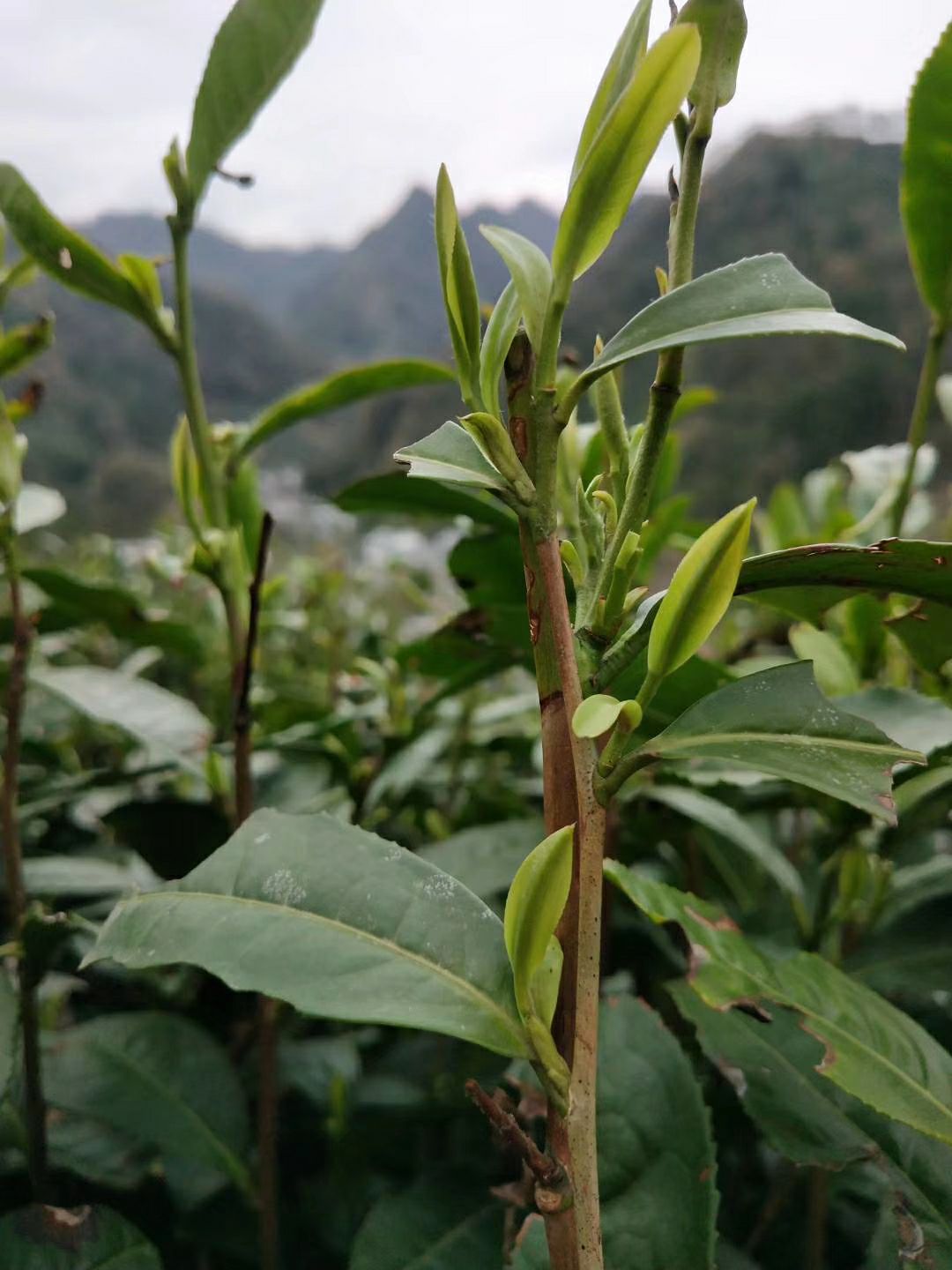 云雾茶  富香茶业 2021年明前新茶高端毛尖茶 高山绿茶口粮茶