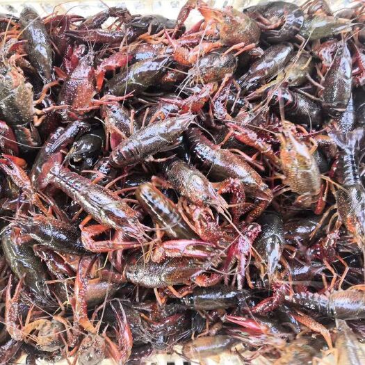 潜江市 四川绵阳小龙虾供应