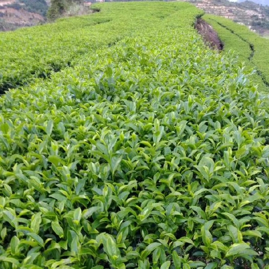深圳 绿茶高山云雾茶春季