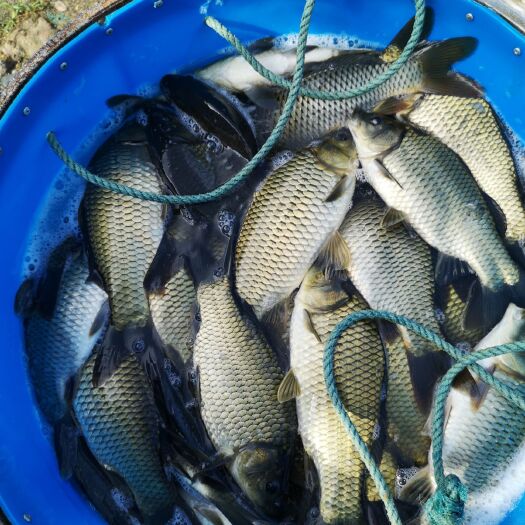 岳阳县湘云鲫 湘鲫