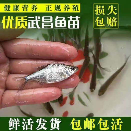 广州 武昌鱼 武昌边 边鱼苗 优质鱼苗