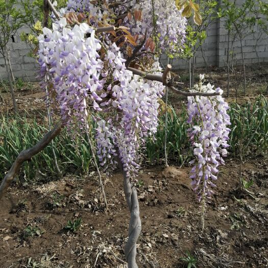 平邑县丰花紫藤  当年开花  开花美丽 现挖现卖 带土球发货