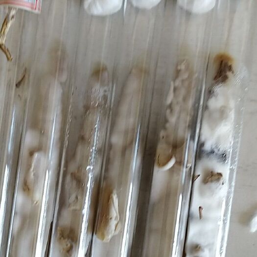 哈尔滨羊肚菌菌种 松茸菌种母种，一级菌试管菌，食用菌栽培，量大需要预约