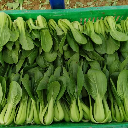 曹县 精品油菜上海青