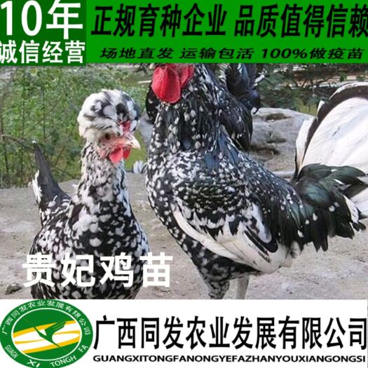 南宁 贵妃鸡苗 英国皇家鸡 凤凰鸡