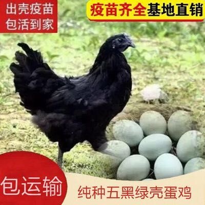 广州五黑鸡苗 五黑鸡 优质五黑脱温鸡 包运输 包活到家疫苗齐全【量大从优】