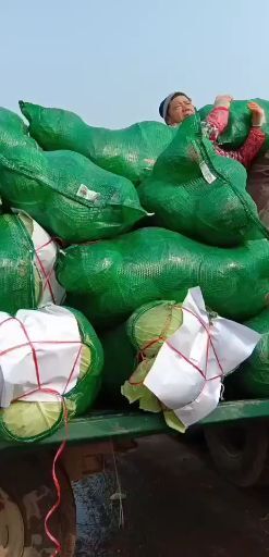 嘉鱼县 优质晚熟品种佳丽大扁包菜