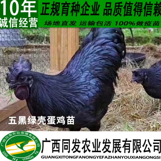 钦州 纯种五黑一绿壳蛋鸡苗 五黑鸡苗 乌鸡苗 麻羽绿壳蛋鸡苗